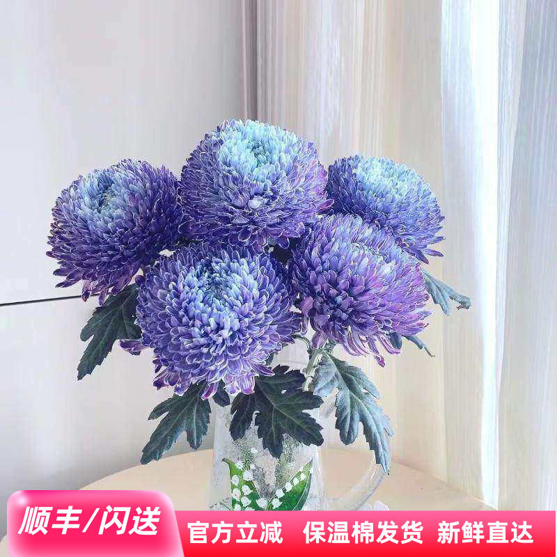 新鲜牡丹菊鲜切花 超大花朵好养花期长佛台日常瓶插 北京鲜花速递,鲜花速递/花卉仿真/绿植园艺,花材,淘宝优惠券,粉丝福利购,淘宝优惠卷