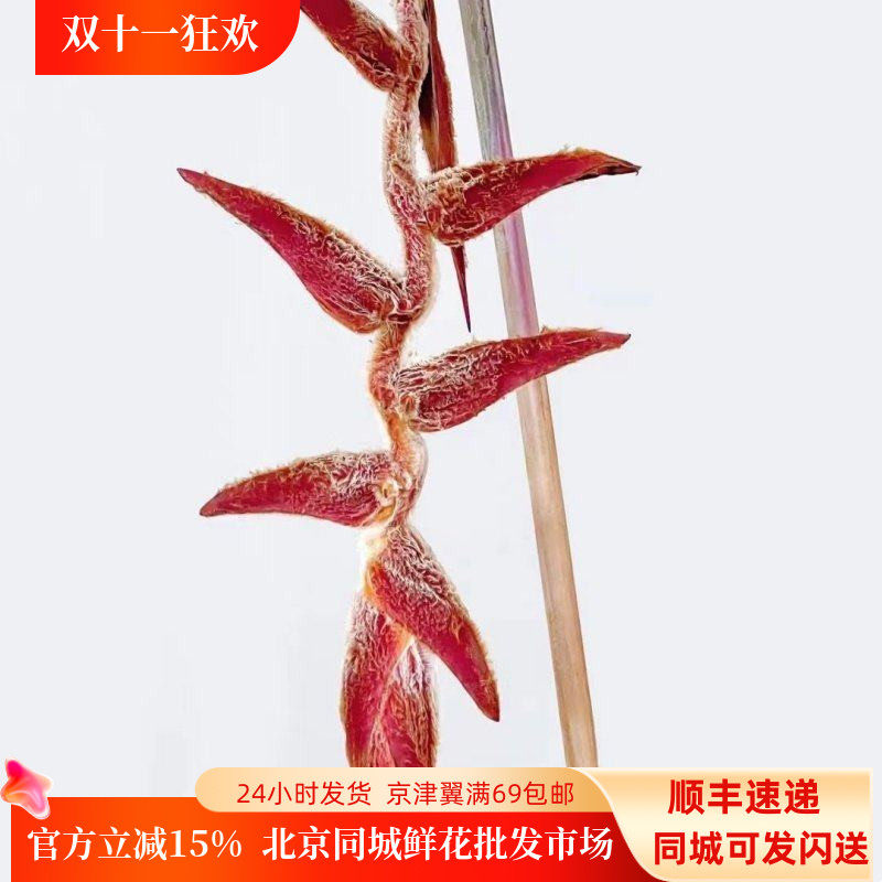 荷兰进口花卉蝙尾蕉鲜切花1枝