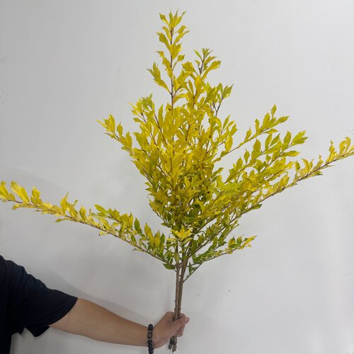 高档叶材 黄金叶鲜切枝 佛台摆花 鲜花配花 一扎3枝 北京鲜花速递