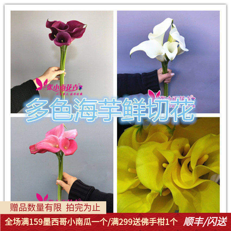 喇叭形海芋5枝家用瓶插花水养