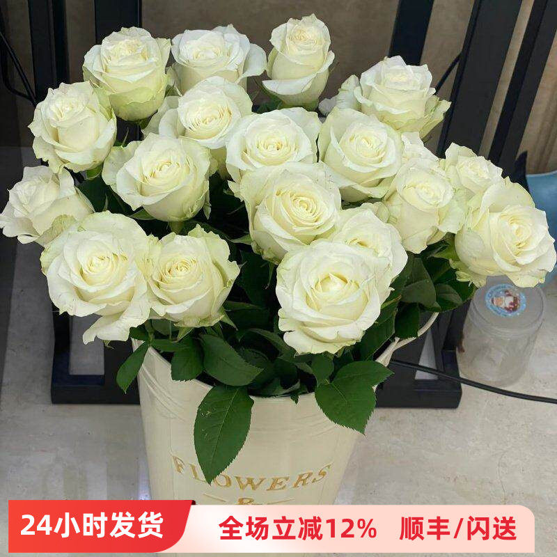 白色骄傲玫瑰  洁白大花朵 淡香居家花瓶插花 新娘手捧花鲜花速递