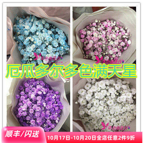 厄瓜多尔满天星干花北京速递