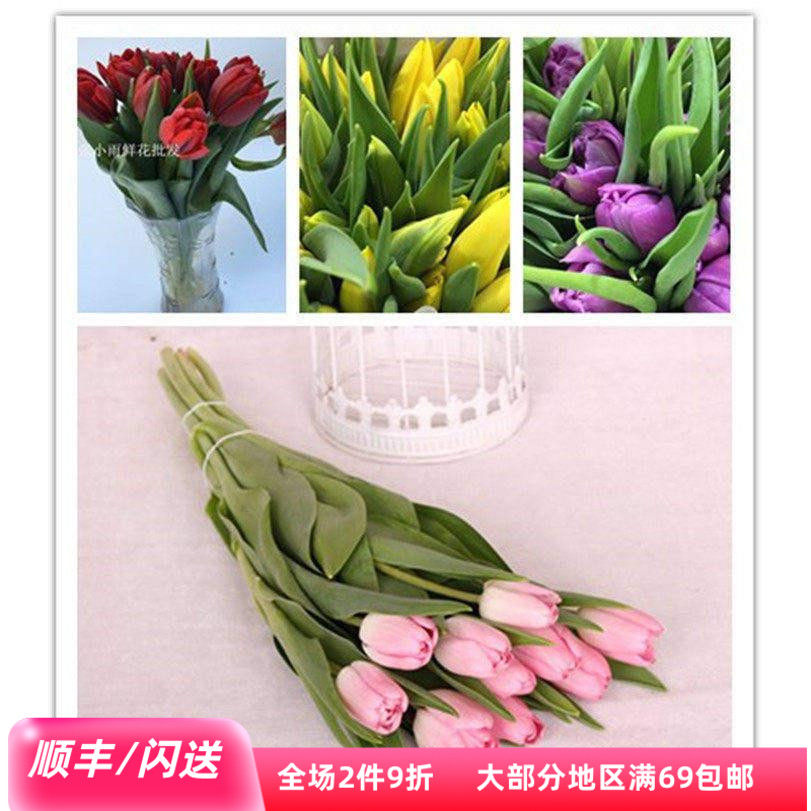 荷兰郁金香鲜花A级多色重瓣直批