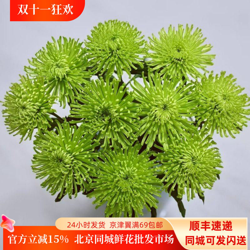 清新绿烟花菊大朵10枝安娜菊线菊