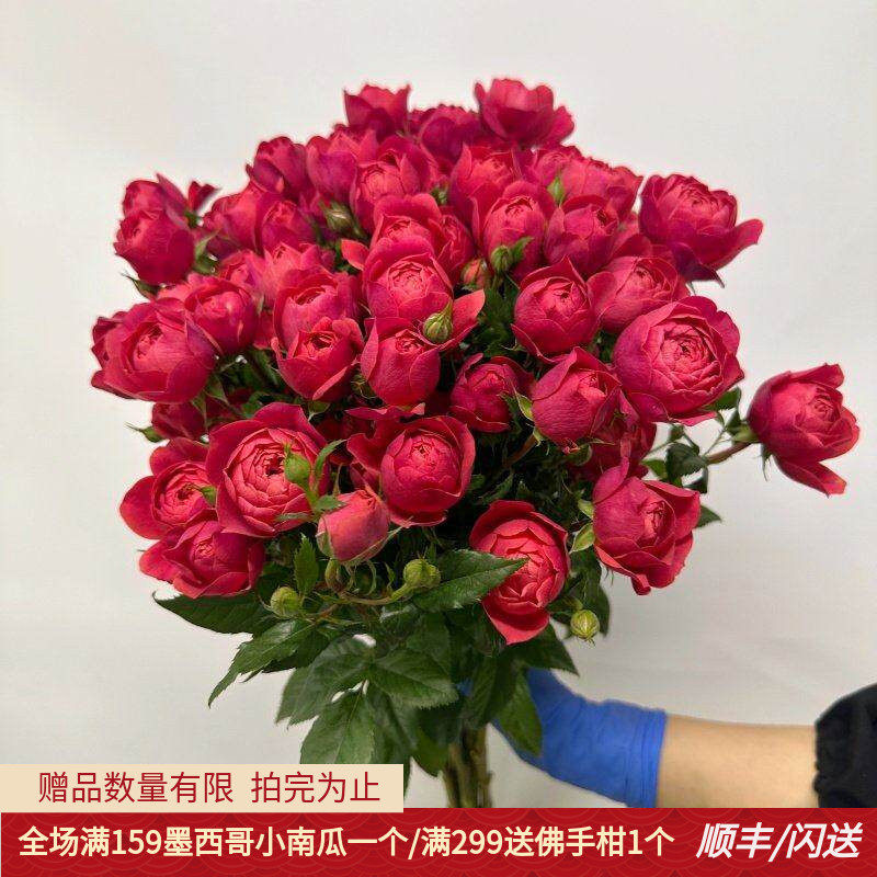 新鲜绝色果汁多头玫瑰一束10枝