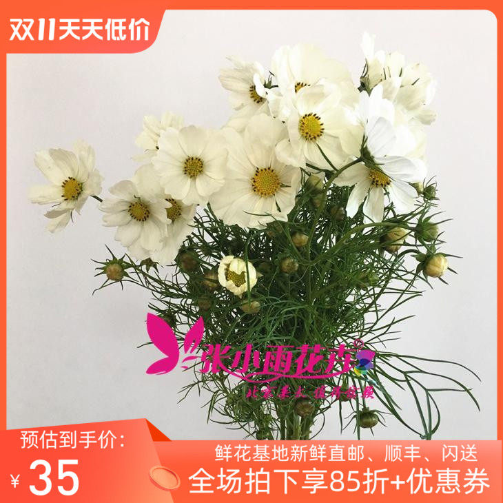 新鲜鲜花 白色格桑花 大花朵精致配花  娇嫩花卉 新娘手捧搭配高性价比高么？