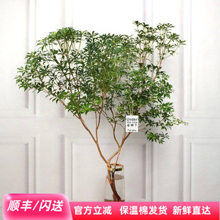进口马醉木吊钟水培植物办公室小森林家庭观赏木本鲜切枝北京直批