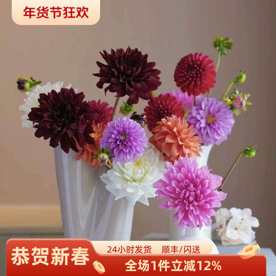 新鲜大丽花多颜色配花同城速递