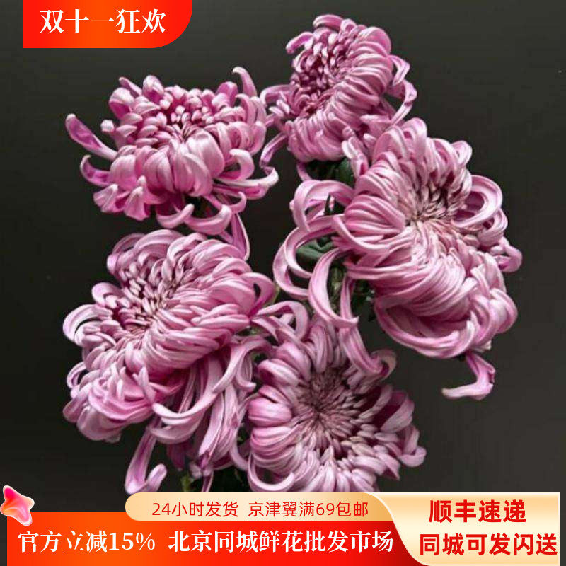 进口大菊一扎5枝婚礼速递