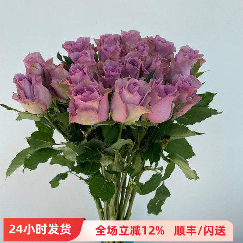 浅紫色19枝紫霞仙子玫瑰花鲜切花
