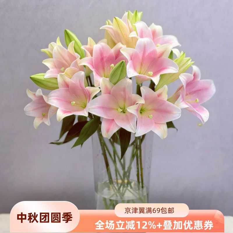 粉铁炮百合淡雅10枝北京速递