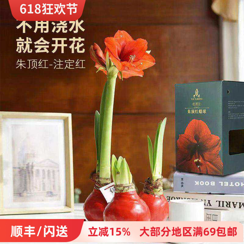 石蜡朱顶红特级种球花期长礼盒