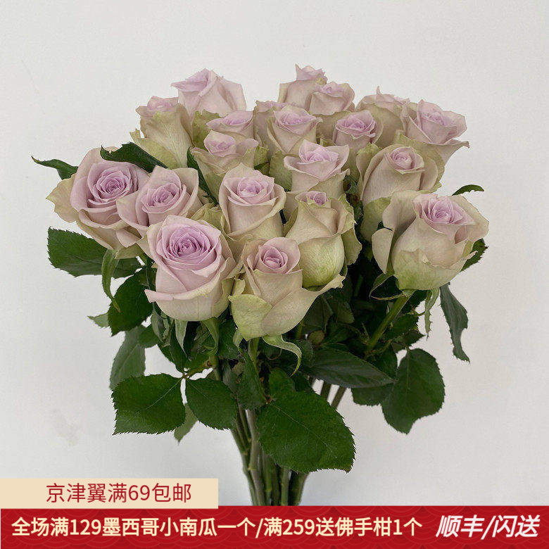 藕荷色玫瑰花海洋之谜家用鲜花