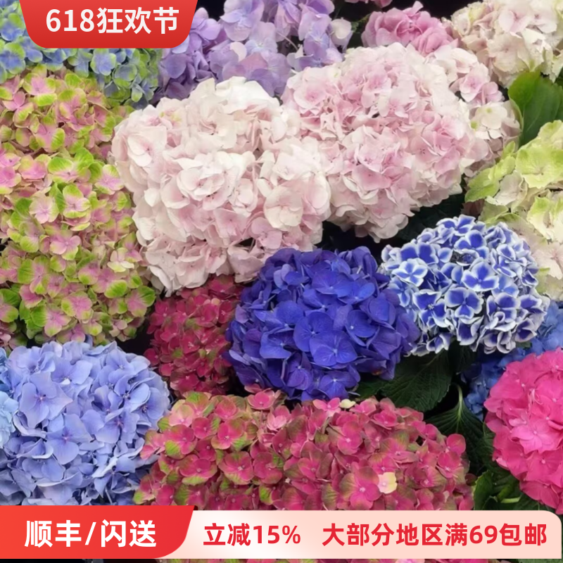 荷兰进口绣球花束婚礼生日礼物