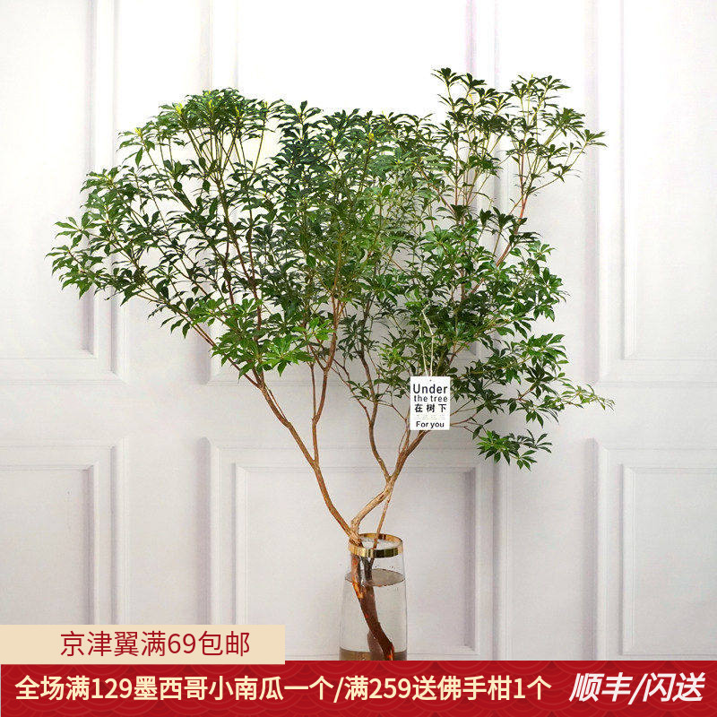 进口马醉木水培植物吊钟绿植鲜切