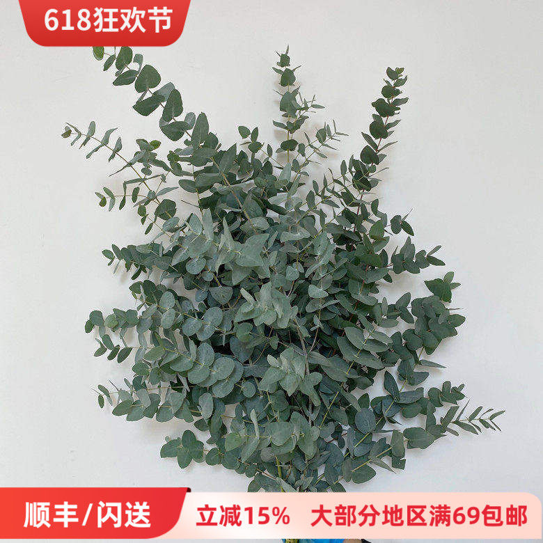 大叶尤加利叶 香味花卉可做干花 驱蚊功效金钱叶鲜花配花同城速递