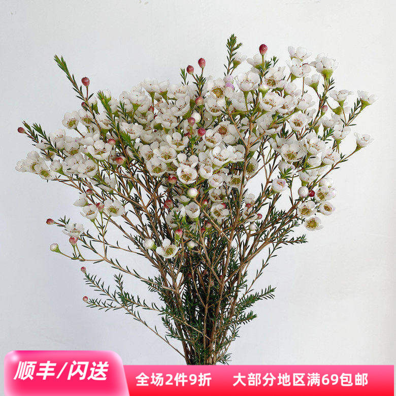 澳洲腊梅家居白色花瓣清新带香味