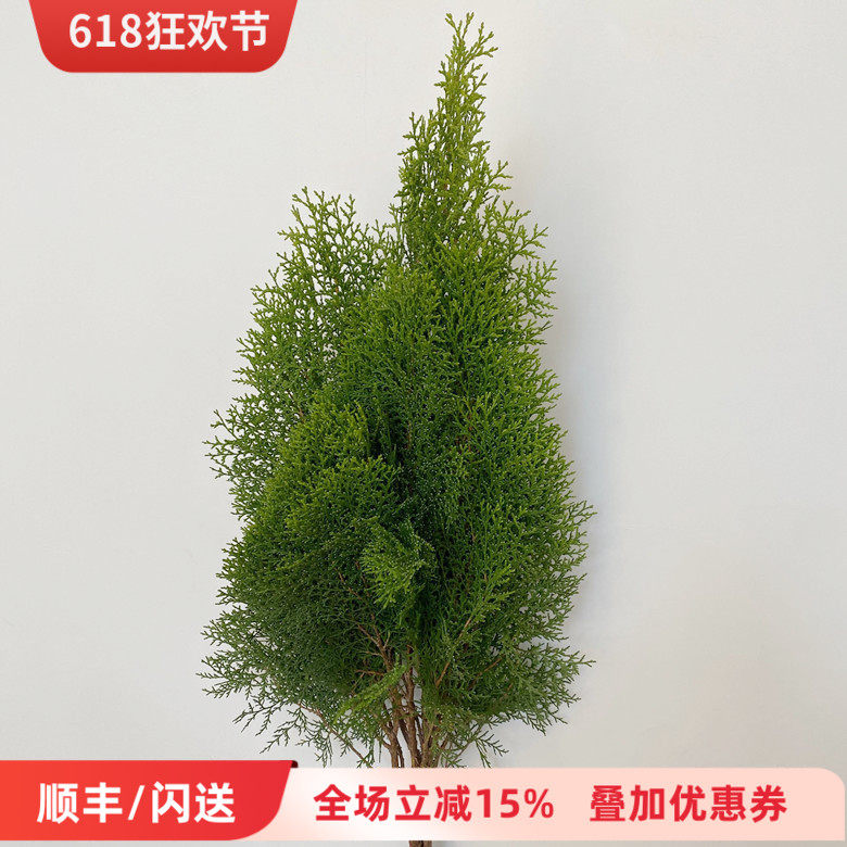 绿植松柏枝另类插花 侧柏松 绿森家居摆放观赏松 长青松 同城速递