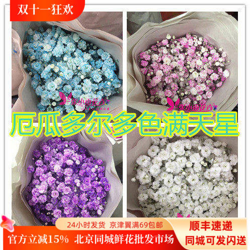 厄瓜多尔满天星干花北京速递
