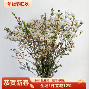 澳洲腊梅 白色花瓣 清新养眼花卉 香满屋家用鲜花插花 同城速递