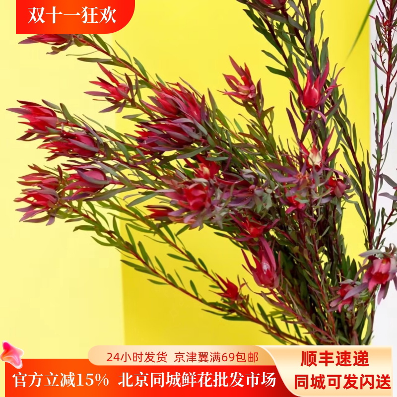木百合鲜切花5枝小众日常瓶插