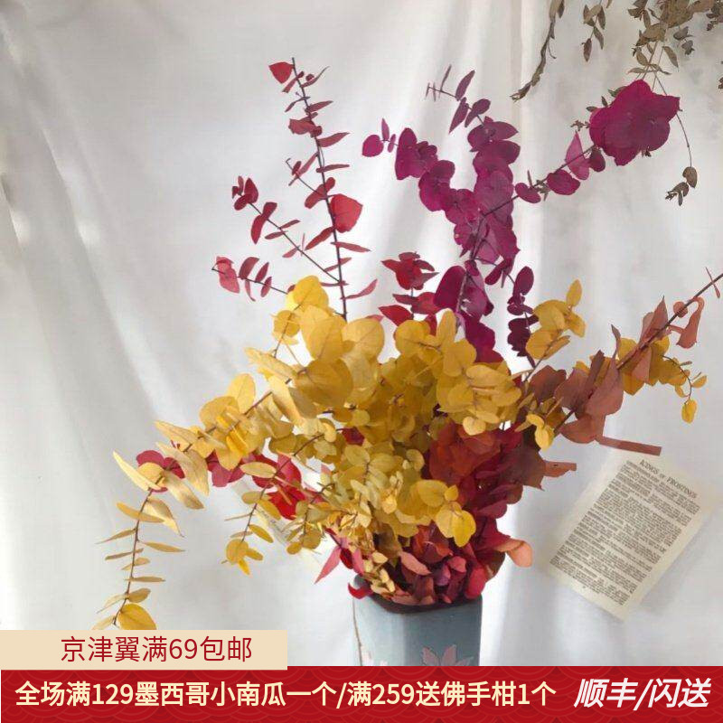 荷兰进口彩色尤加利叶 吸色叶材可做干花 高端鲜花配叶 花束礼盒