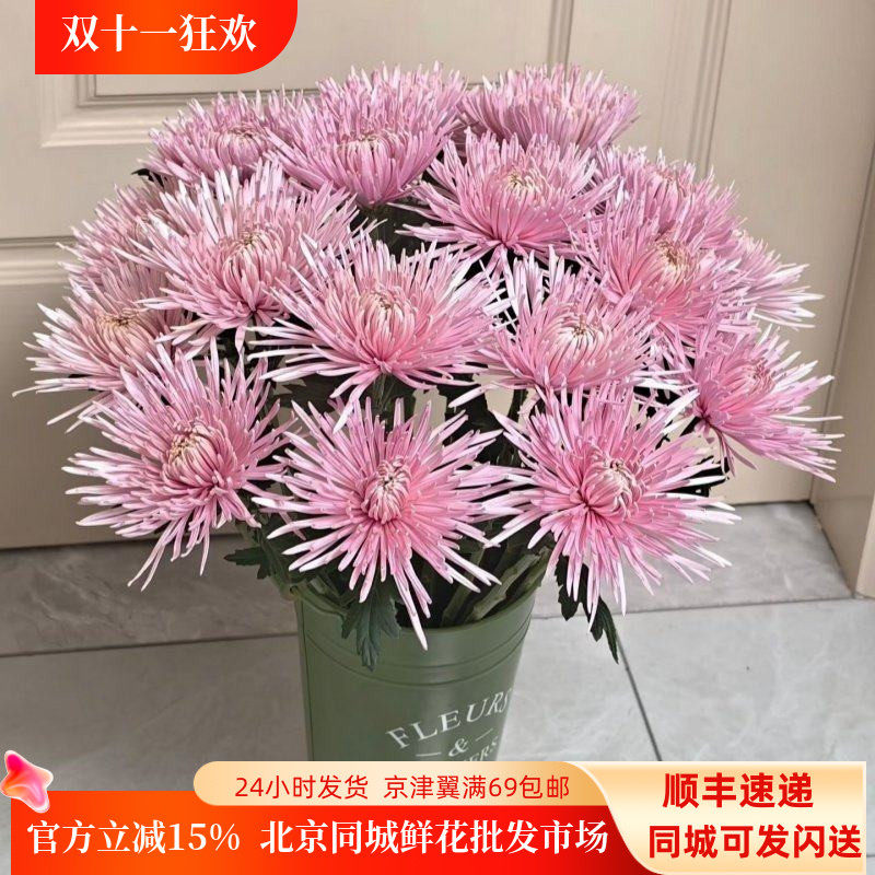 粉线菊大朵烟花菊安娜菊10枝