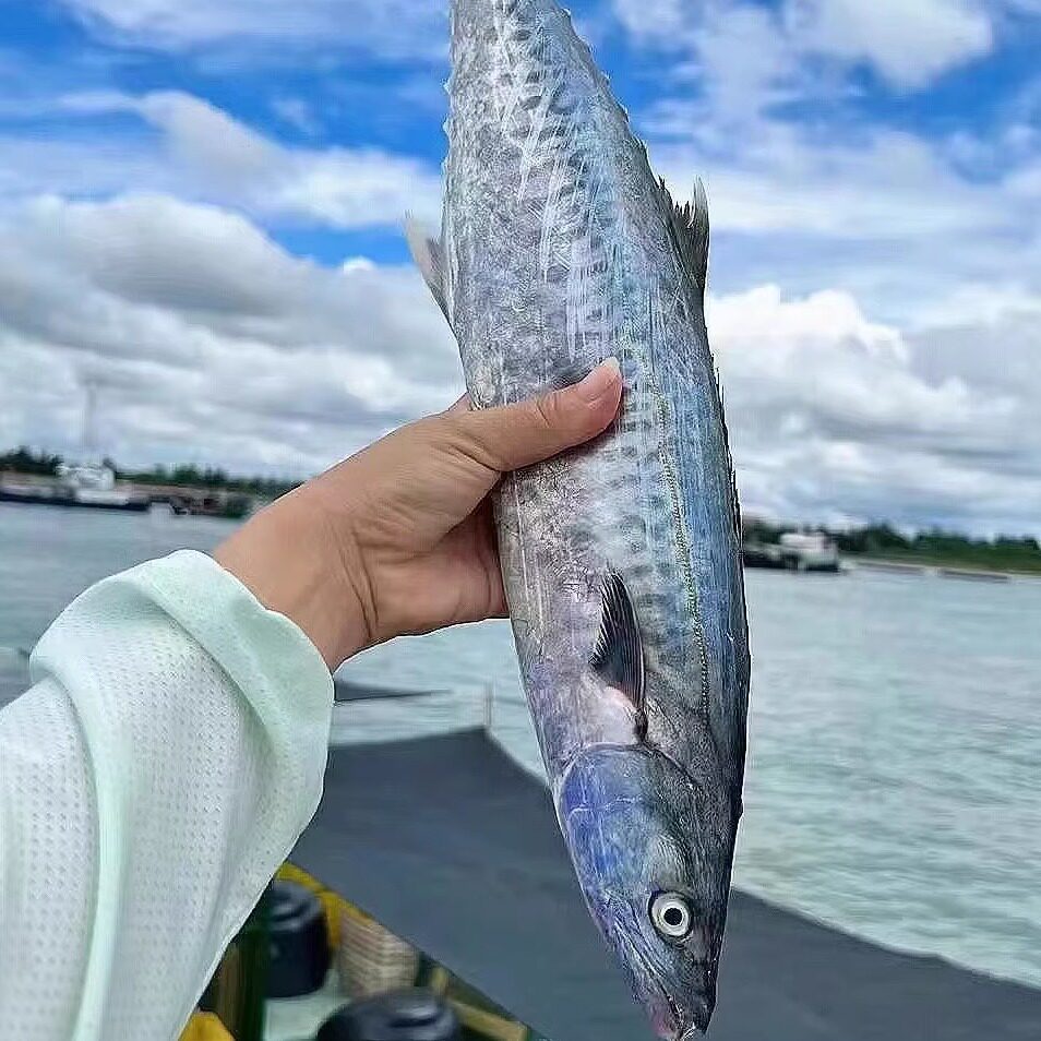 深海马鲛鱼鲅鱼天然马鲛鱼新鲜海鱼水产鱼类当日上岸切片卖