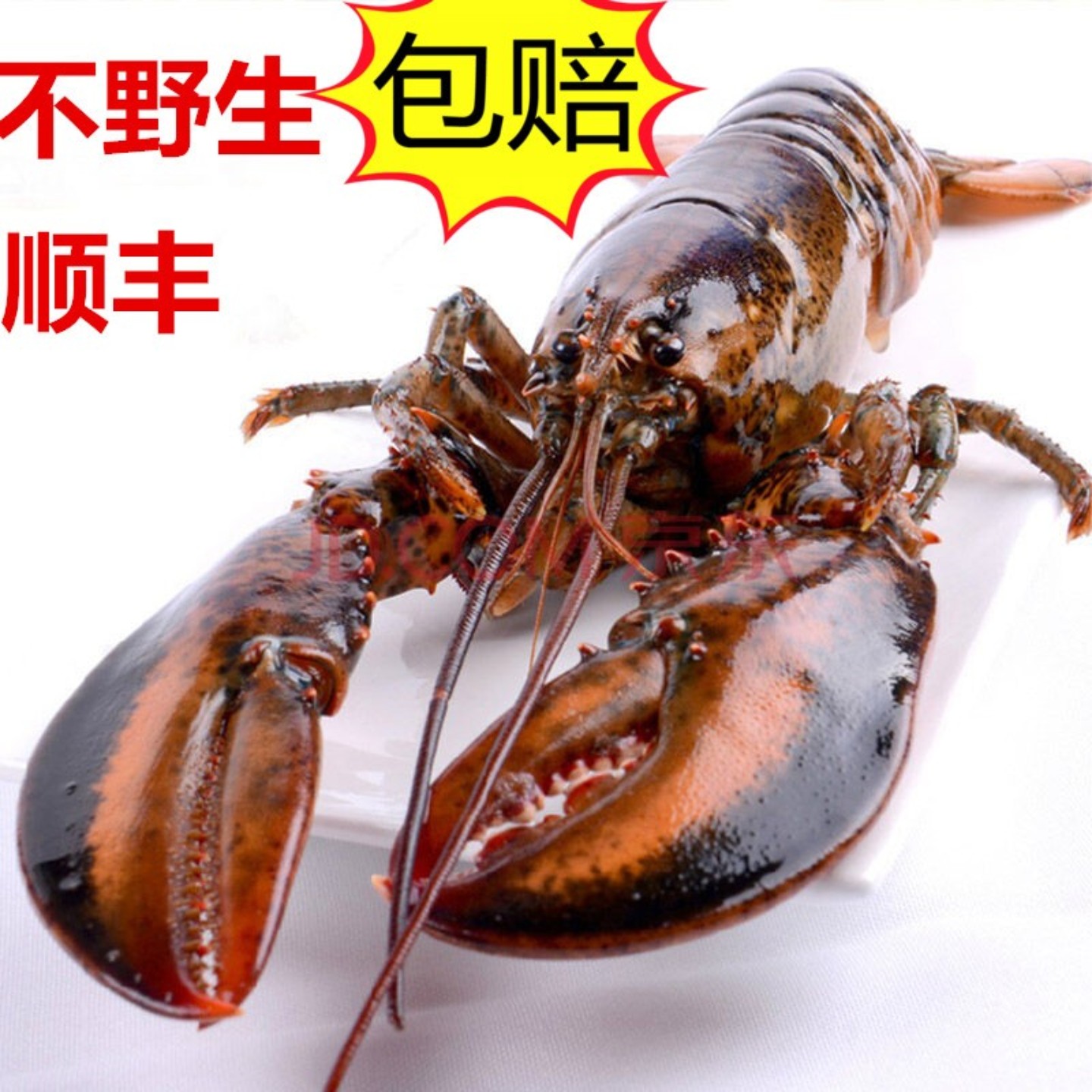 不野包赔活发波龙新鲜波士顿龙虾加拿大波龙鲜活大龙虾澳洲进口
