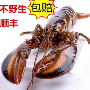 不野包赔活发波龙新鲜波士顿龙虾加拿大波龙鲜活大龙虾澳洲进口