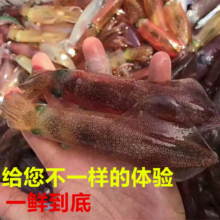 新鲜小管鲜活海兔籽天然小鱿鱼大鱿鱼部分带籽笔管鱼海管八爪