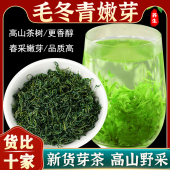 毛冬青云南野生茶中药材毛冬青茶正品 嫩芽功效小叶苦丁茶2025新茶