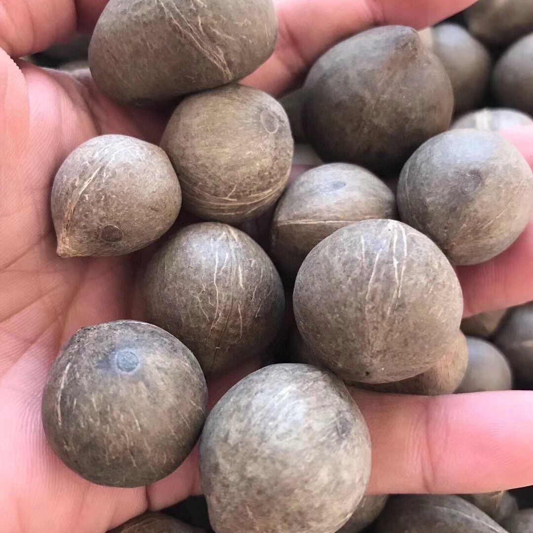 海椰皇500克批包邮非洲小椰子鸡新鲜味香浓郁广东煲汤