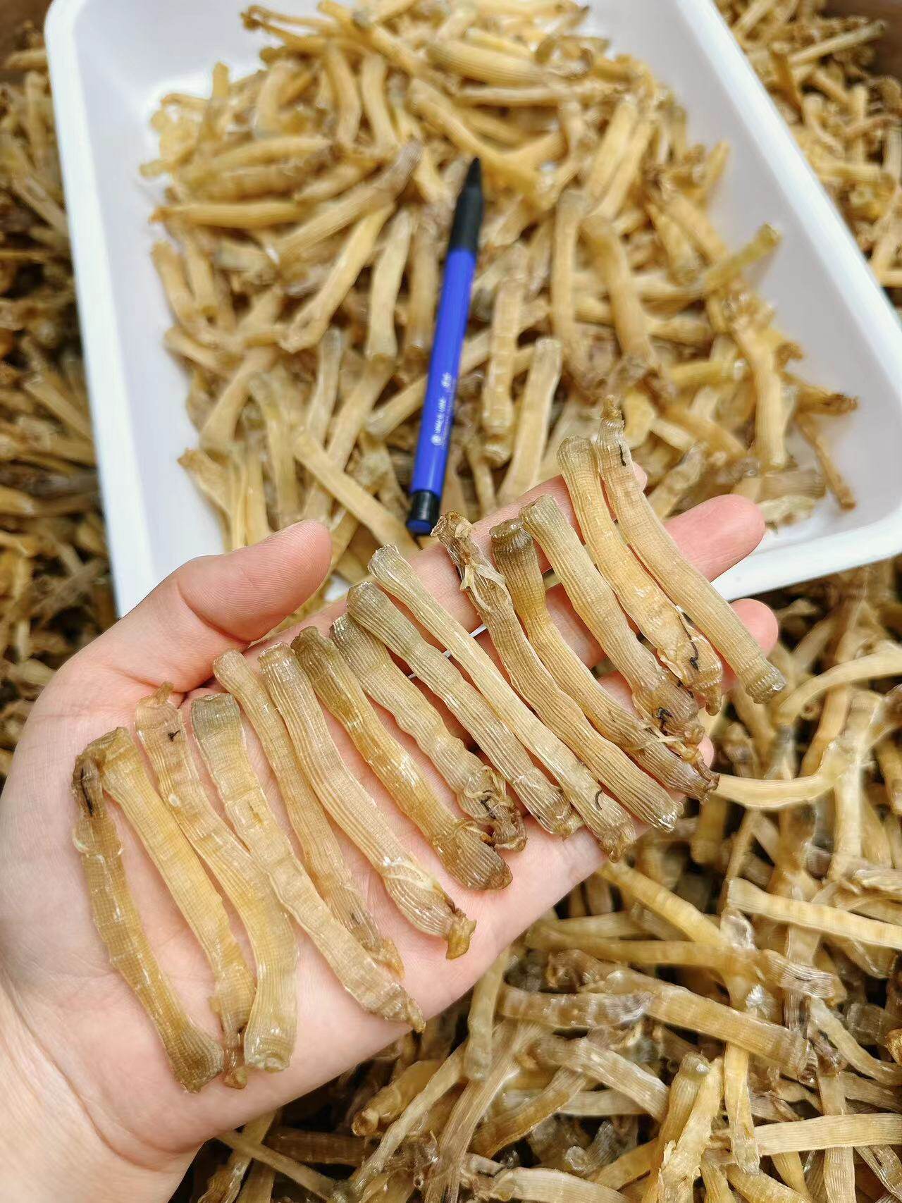 广西550头北海沙虫干特级海鲜干沙虫去沙袋煲汤煲粥淡晒小孩夜尿