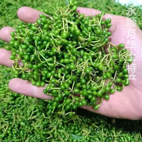 新鲜木姜子野生山胡椒粒