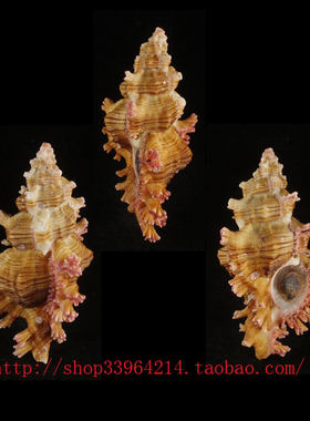 海螺标本（对图发货）10.7CM 秀美棘螺 配带口盖 6559