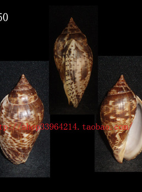 海螺贝壳（一物一图）6.85CM 深水棕线涡螺  色彩深色7050