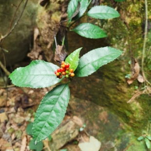 纯天然野生自采草药草珊瑚肿节风九节风接骨莲九节茶干货 2件包邮