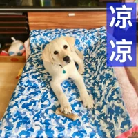 Chó băng pad mùa hè mèo mát mẻ pad thú cưng tổ mat mat chó lớn đuổi muỗi cắn pad ngủ mùa hè - Cat / Dog hàng ngày Neccessities bình nước treo chuồng