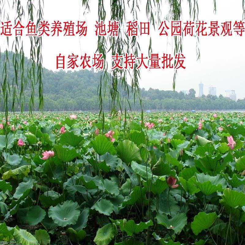 观赏荷花种藕荷花苗食用莲藕种苗