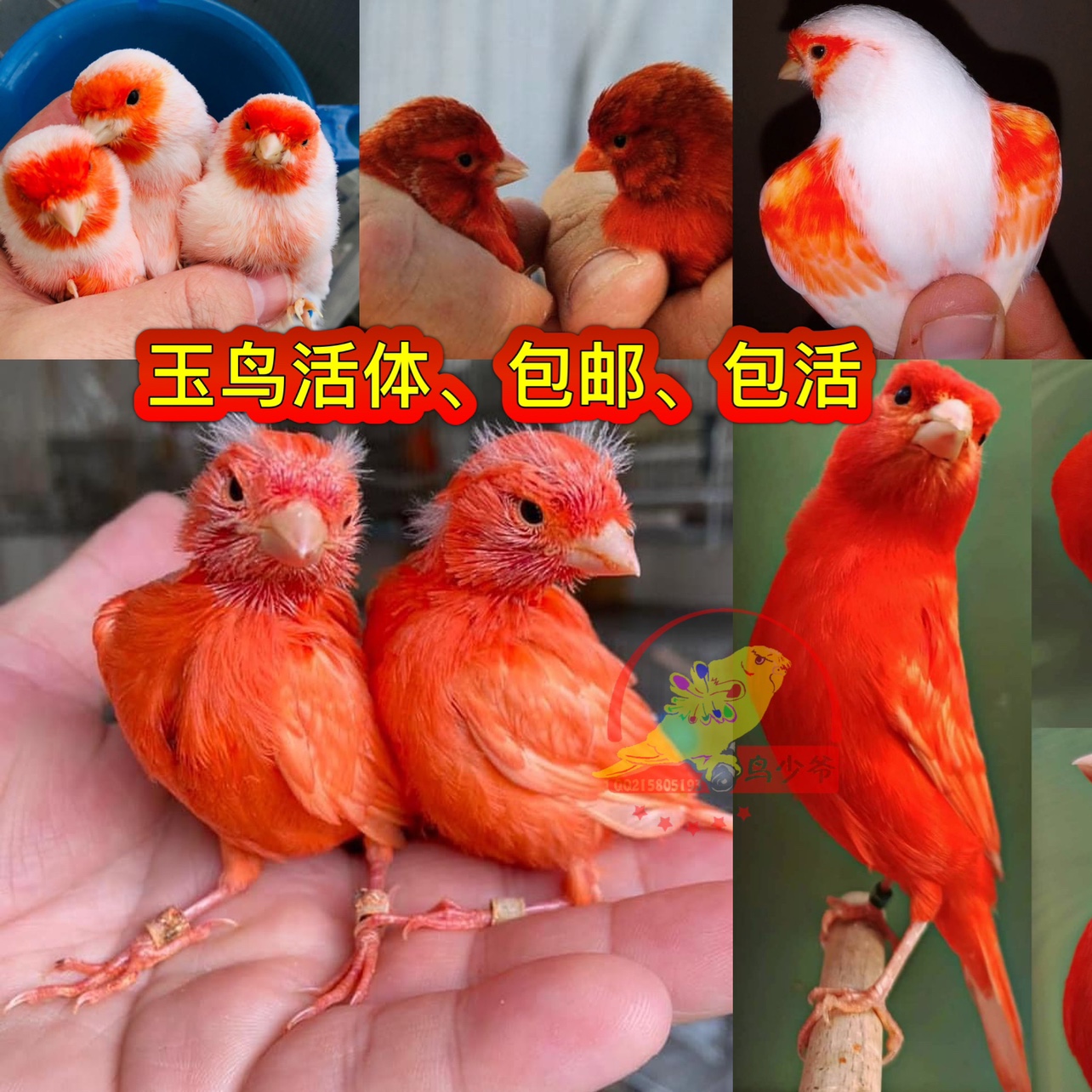 芙蓉鸟玉鸟金丝雀活体辣椒红玉鸟山东黄白玉鸟绿桂皮紫桂皮马赛克