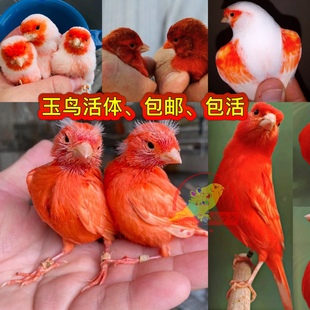芙蓉鸟玉鸟金丝雀活体辣椒红玉鸟山东黄白玉鸟绿桂皮紫桂皮马赛克