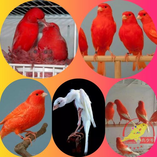 活体辣椒红桂皮包邮玉鸟