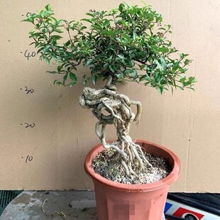 常青绿植盆栽 李氏樱桃树桩盆景台湾姬樱桃盆栽桌面四季