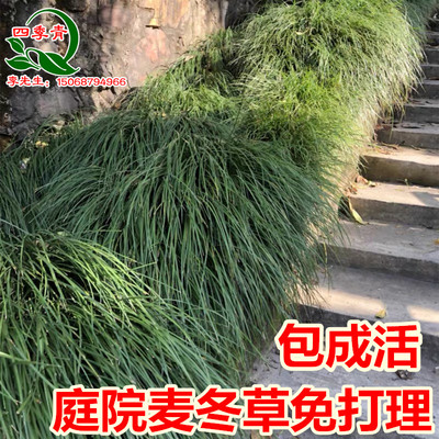 沿阶草麦冬草庭院庭院绿化麦冬草