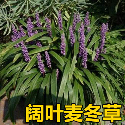 萧山花木城直销 阔叶麦冬草庭院绿化植物工程绿化麦冬草苗
