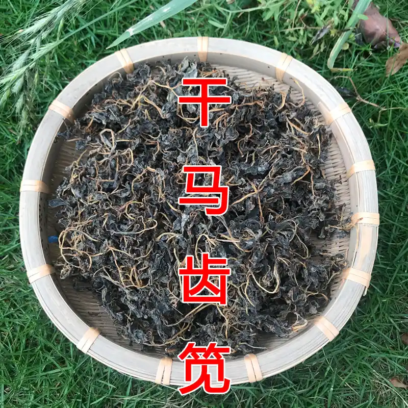 2025新马齿苋菜干马齿苋干菜麻菜干野生马齿菜长寿菜蚂蚱菜马蜂菜