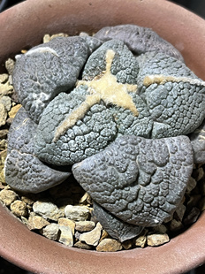 实生开花精品仙人球 大疣象肌连山牡丹