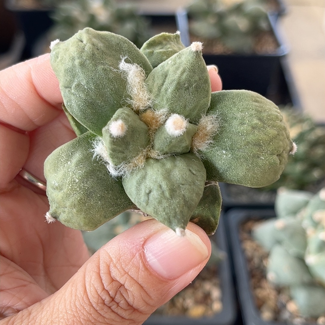 丸疣怒涛牡丹 自根精品开花仙人球