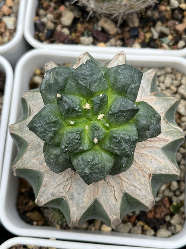 龟甲牡丹 开花精品仙人球